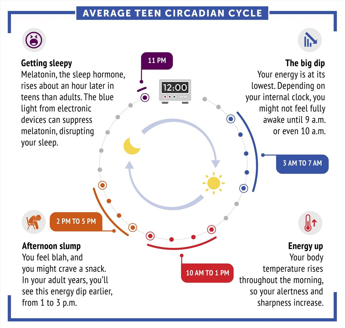 Circadian rhythm cycle showing the natural fluctuations of alertness throughout the day