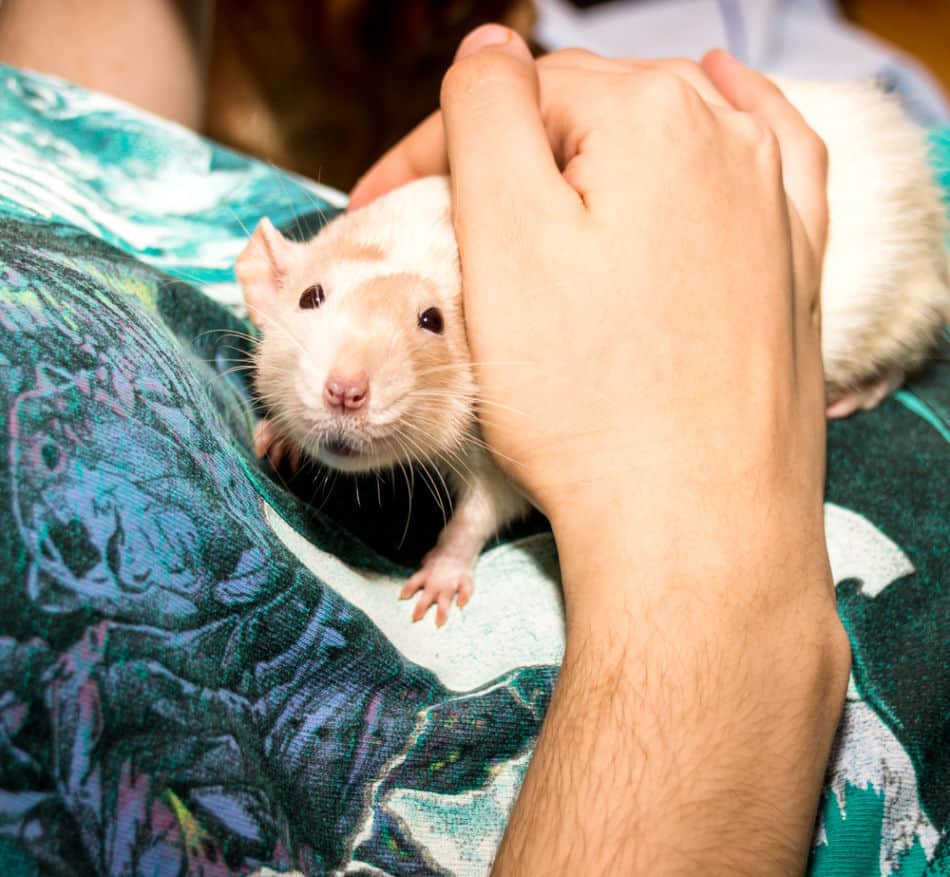 Rat being stroked
