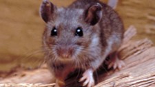 deer mouse, hantavirus vector